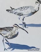 Two Curlews