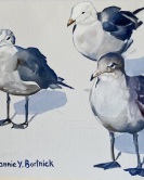 La Jolla Gulls