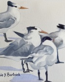 Tern Seagulls