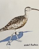 Curlew