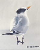 Royal Tern