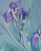 Purple irises 11x14