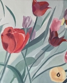 Red Tulips